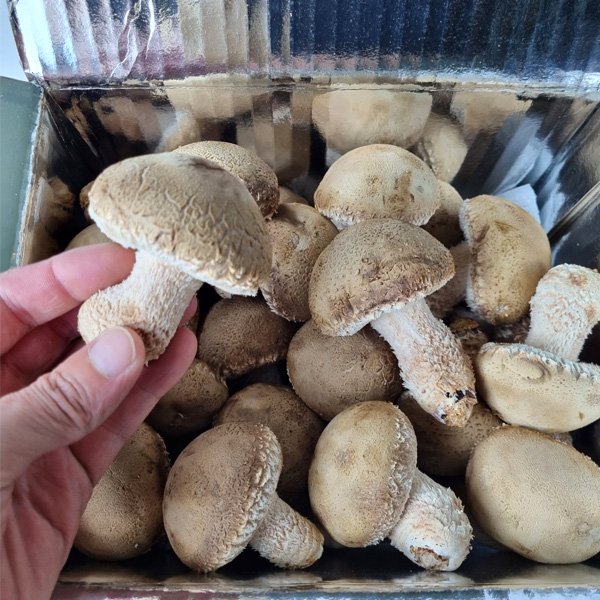 문경송화고버섯 선물세트 일반형3호 1kg