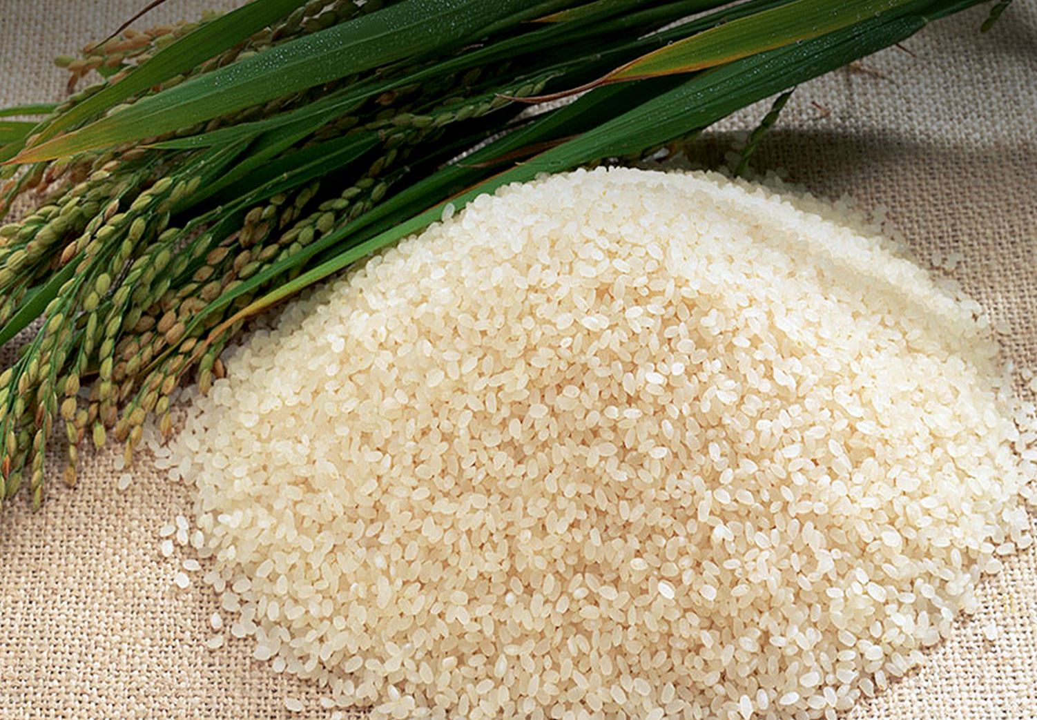 [문경초록마을] 2023 백진주 쌀 4kg