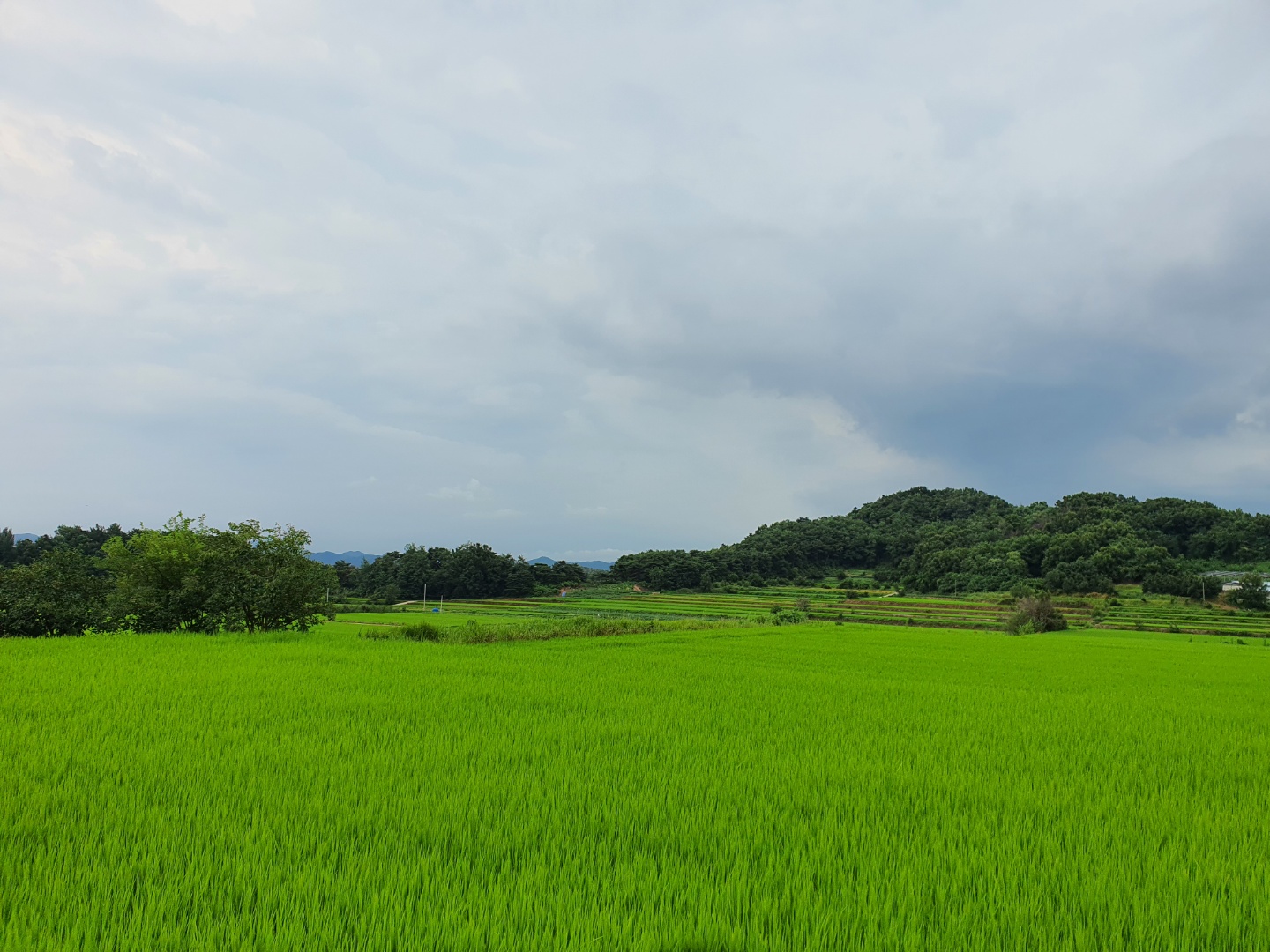 [문경초록마을] 2023 백진주 쌀 4kg