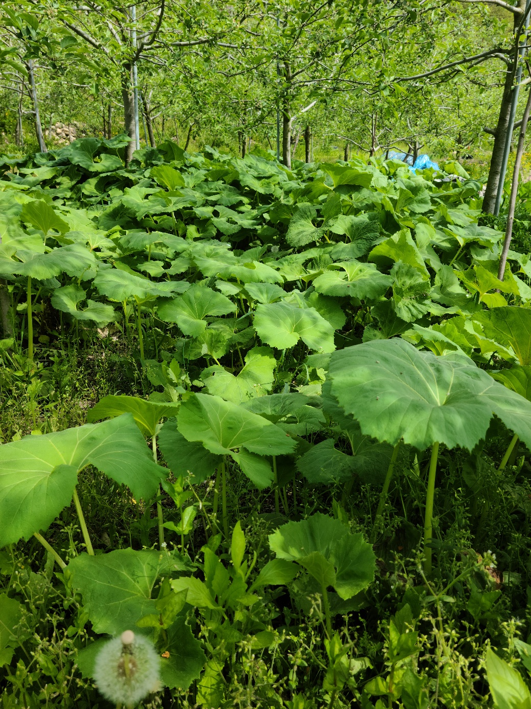 [문경초록마을] 청정자연오미자마을의 봄나물 밭두렁 머위대 2kg