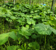 [문경초록마을] 청정자연오미자마을의 봄나물 밭두렁 머위대 2kg