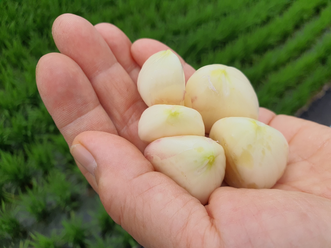 [문경초록마을] 항산화에 좋은 초록홍산마늘 반접(3.6kg이상)
