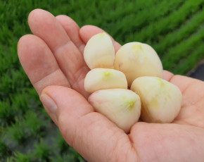 [문경초록마을] 항산화에 좋은 초록홍산마늘 반접(3.6kg이상)